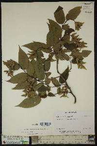 Carpinus caroliniana subsp. virginiana image