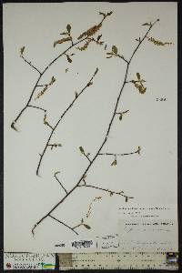 Carpinus caroliniana subsp. virginiana image