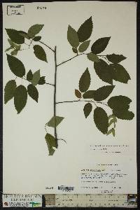 Carpinus caroliniana subsp. virginiana image