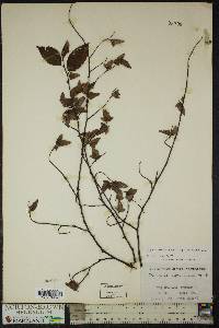 Carpinus caroliniana subsp. virginiana image