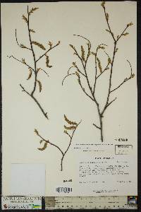 Carpinus caroliniana subsp. virginiana image