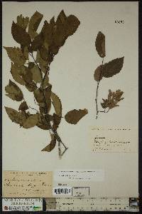 Carpinus caroliniana subsp. virginiana image