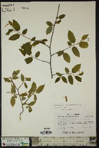 Carpinus caroliniana subsp. virginiana image