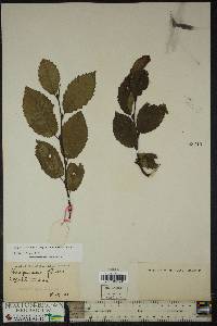 Carpinus caroliniana subsp. virginiana image