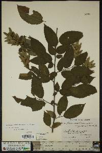 Carpinus caroliniana subsp. virginiana image