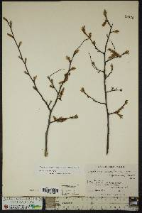 Carpinus caroliniana subsp. virginiana image