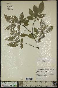 Carpinus caroliniana subsp. virginiana image