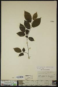 Carpinus caroliniana subsp. virginiana image