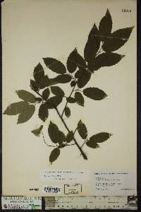 Carpinus caroliniana subsp. virginiana image