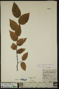 Carpinus caroliniana subsp. virginiana image