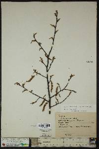 Carpinus caroliniana subsp. virginiana image