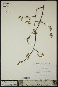 Carpinus caroliniana subsp. virginiana image