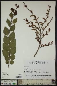 Carpinus turczaninowii image