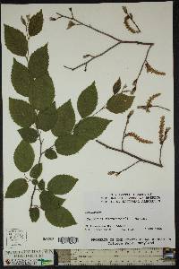 Carpinus tschonoskii image