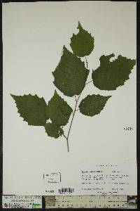 Corylus cornuta image