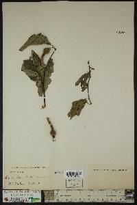 Corylus cornuta image