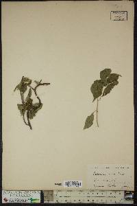 Celastrus scandens image