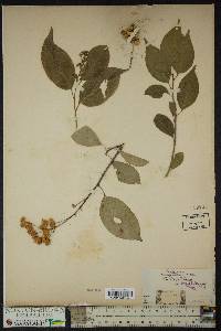 Celastrus scandens image