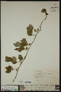 Celastrus scandens image