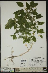 Acalypha ostryifolia image