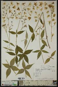 Silene stellata image