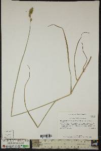 Carex argyrantha image