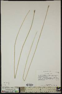 Carex alata image