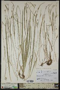 Carex laxiculmis image