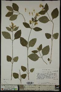 Scutellaria elliptica image