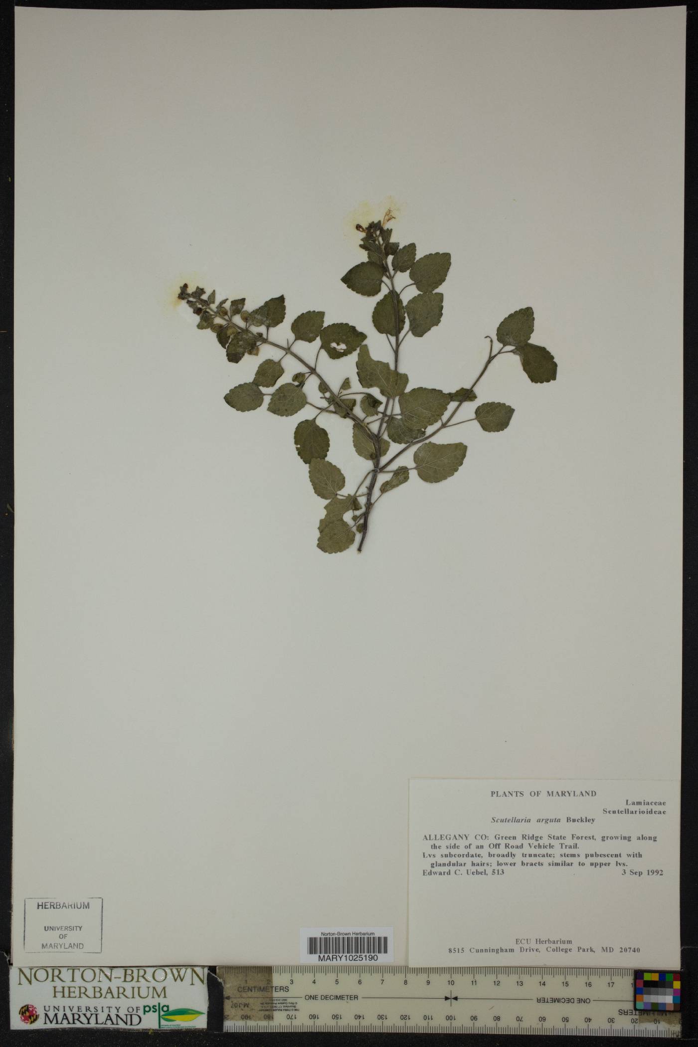 Scutellaria arguta image