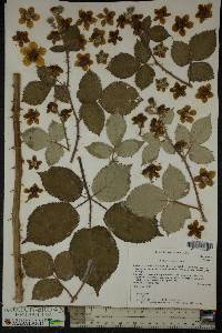 Rubus bifrons image