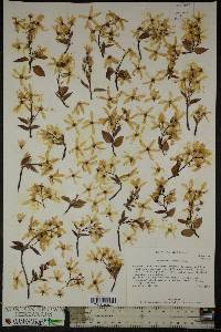 Amelanchier laevis image