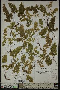 Adiantum raddianum image