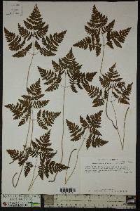 Gymnocarpium dryopteris image