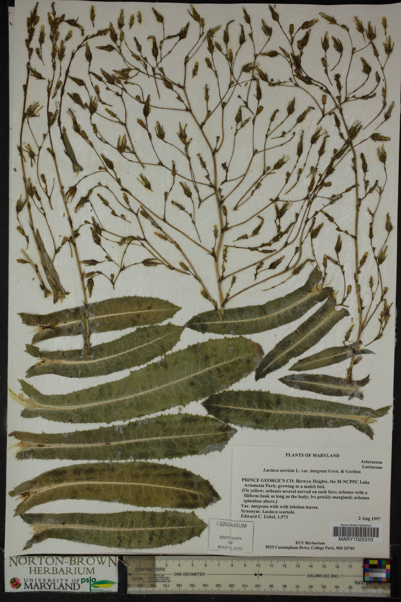Lactuca serriola var. integrata image