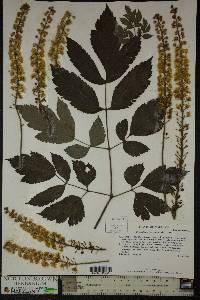 Actaea racemosa image