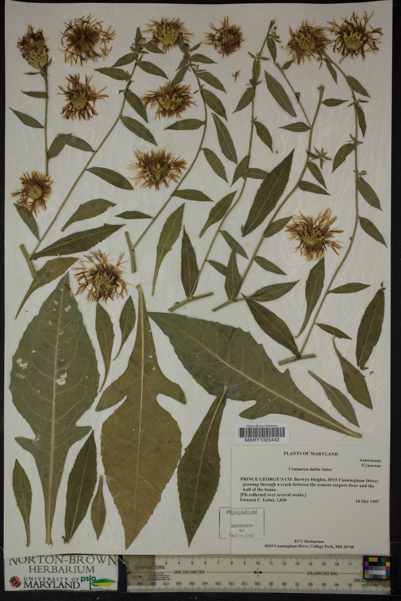 Centaurea dubia image