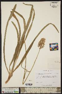 Amianthium muscitoxicum image