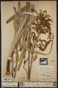 Stenanthium gramineum image