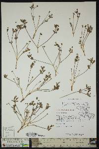 Euphorbia ipecacuanhae image