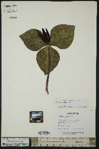 Trillium cuneatum image