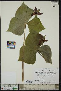 Trillium erectum image