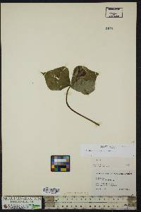 Trillium erectum image