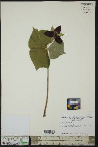 Trillium erectum image