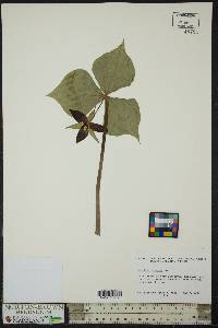 Trillium erectum image