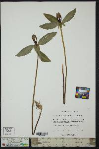 Trillium lanceolatum image