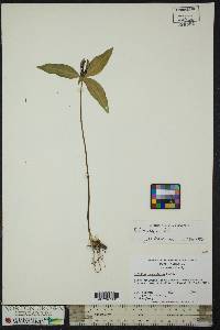 Trillium lanceolatum image