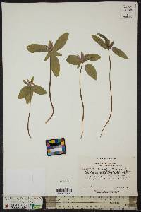Trillium pusillum var. virginianum image