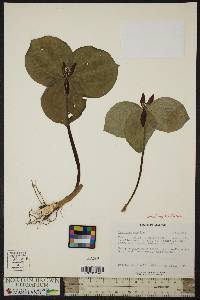 Trillium sessile image