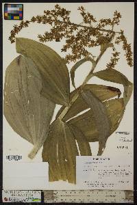 Veratrum viride image